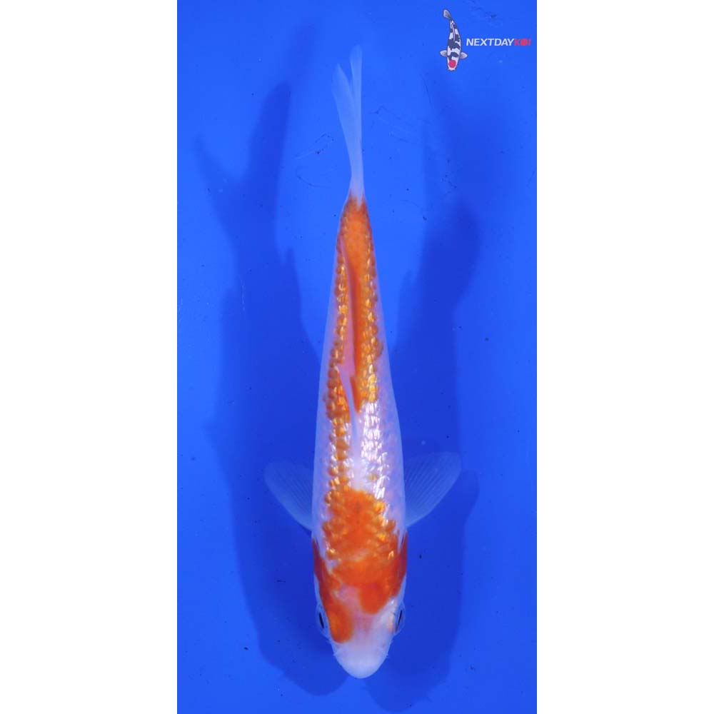 4.5” Imported Gin Rin Kohaku