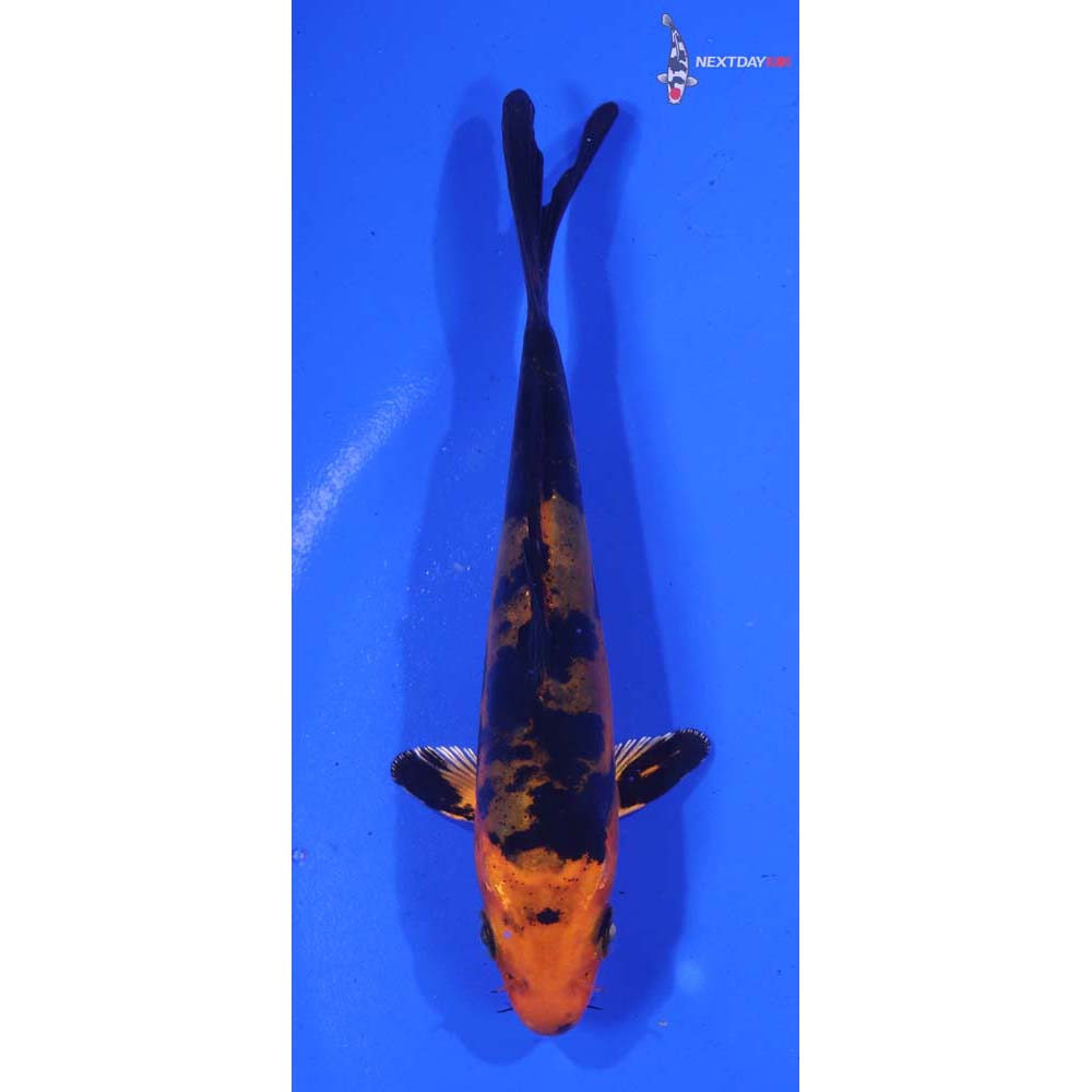 4.5” Imported Doitsu Kin Aka Bekko