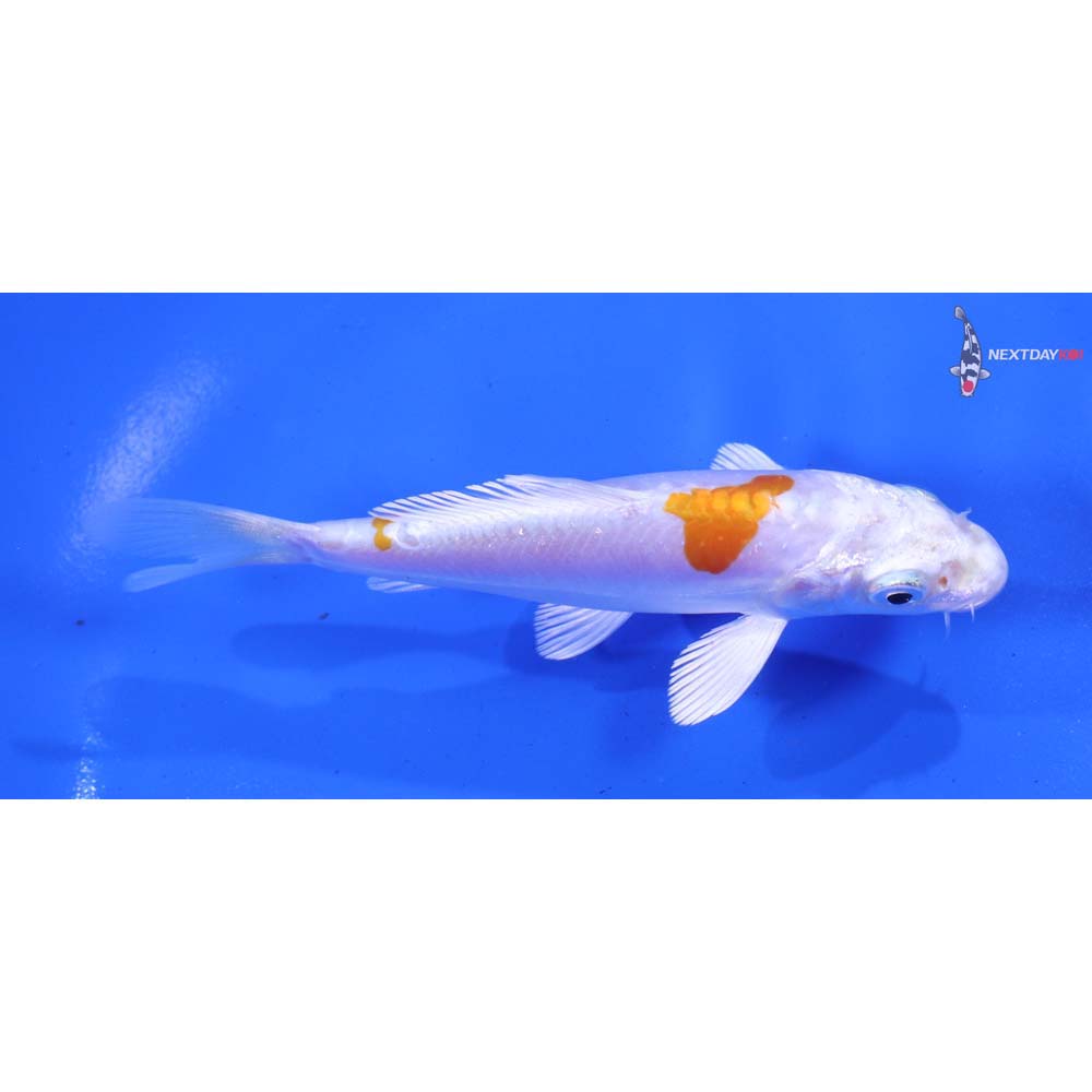 4.5” Imported Kikusui