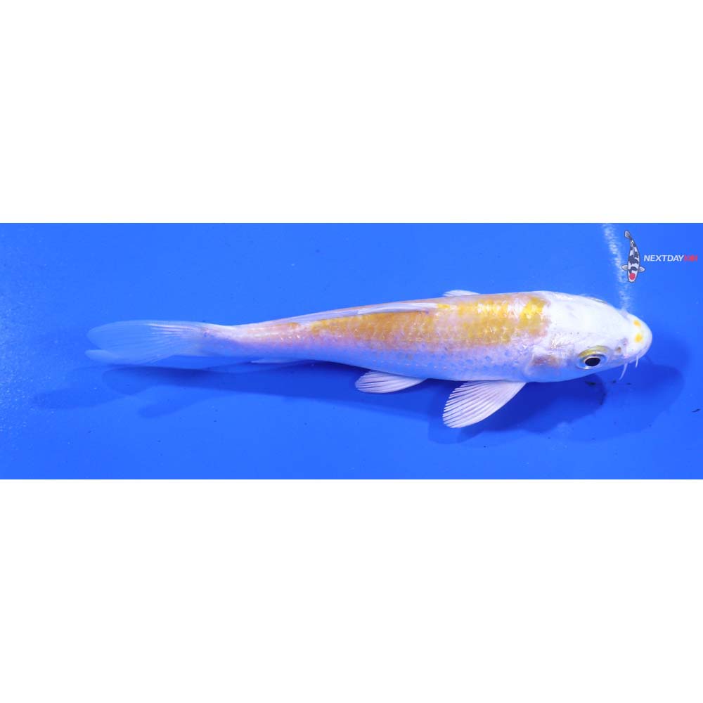 4.5” Imported Lemon Hariwake