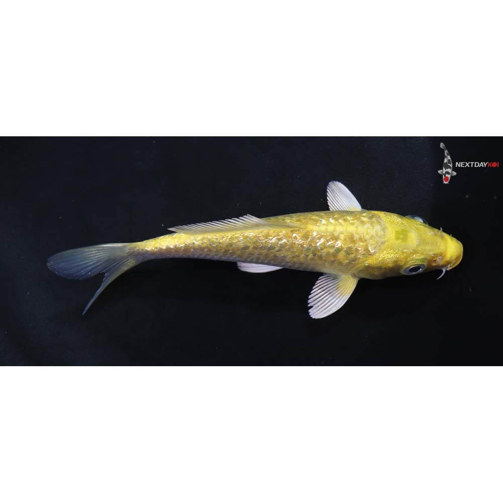 5” Imported Gin Rin Yamabuki Ogon