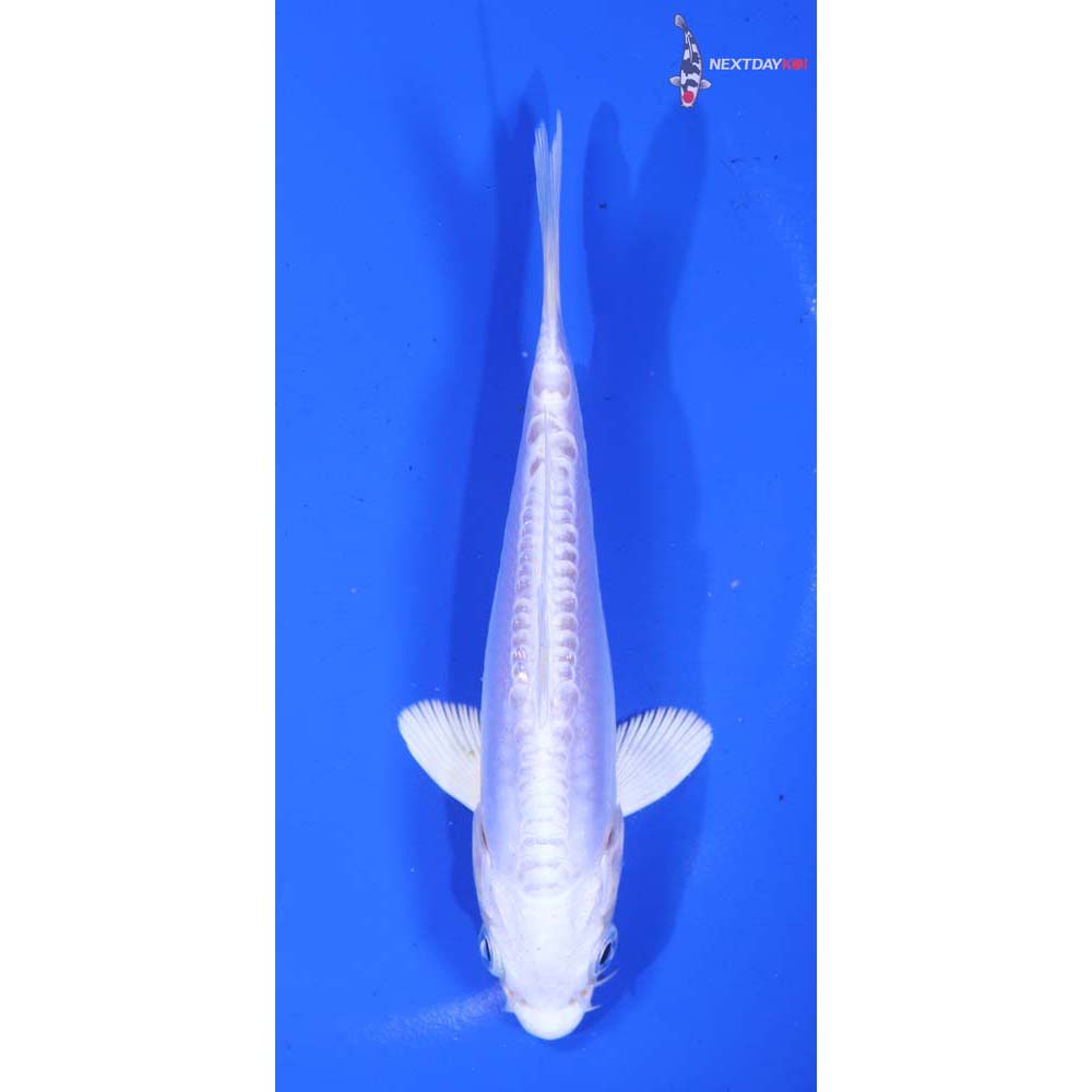 5” Imported Doitsu Platinum Ogon