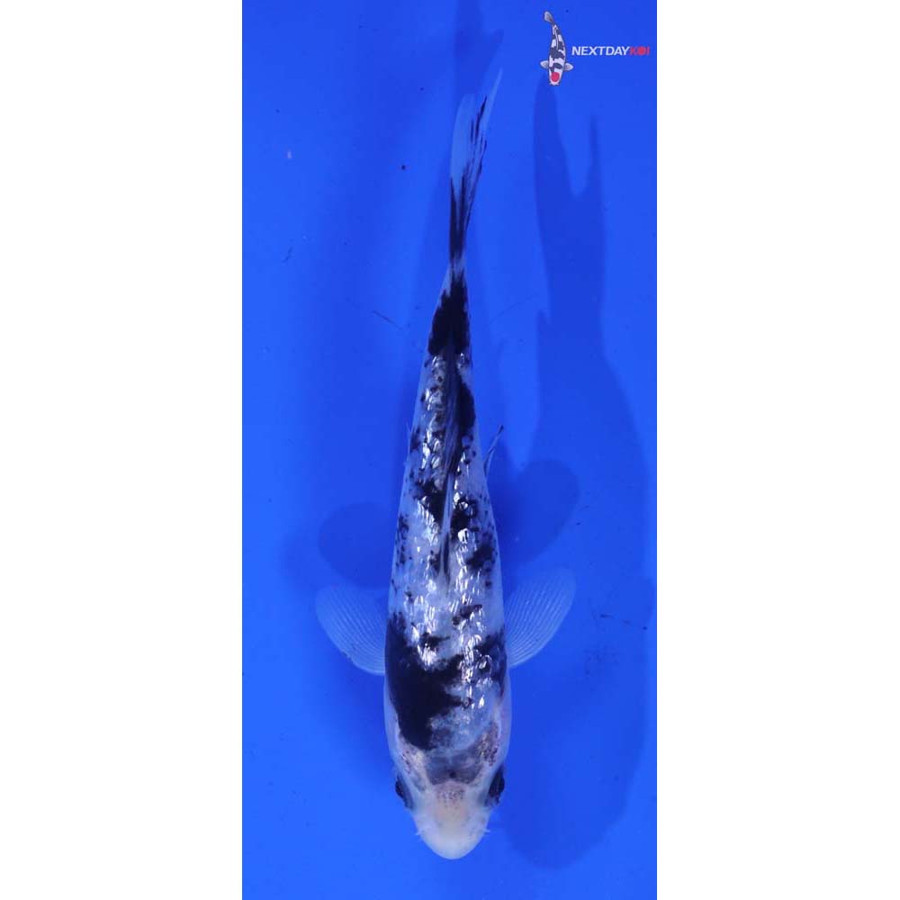 4” Imported Gin Rin Shiro Bekko