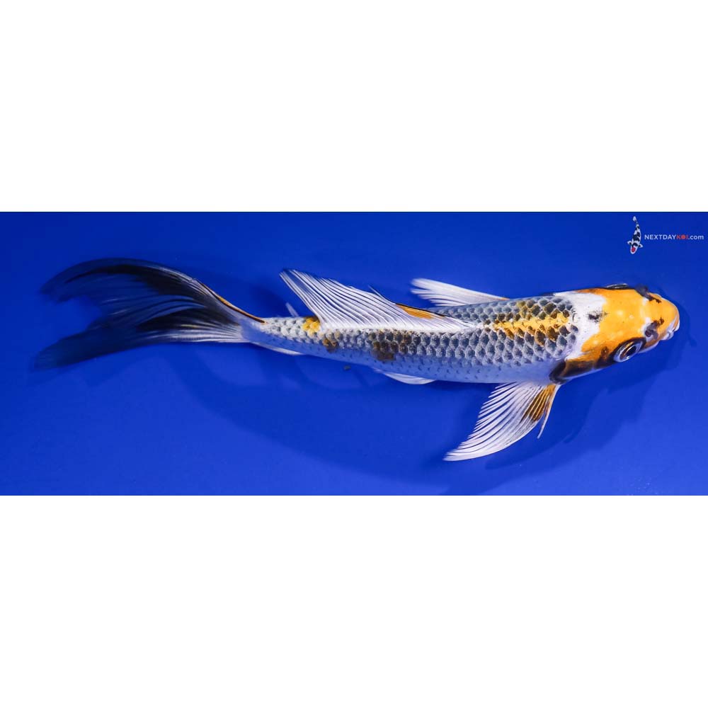 5.5” Imported Kujaku Butterfly Koi