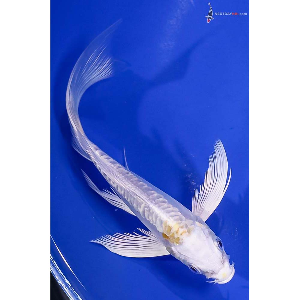6” Imported Doitsu Lemon Hariwake Butterfly Koi