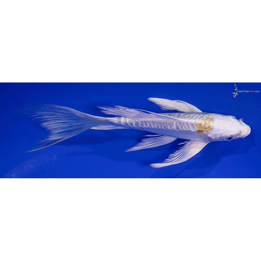6” Imported Doitsu Lemon Hariwake Butterfly Koi