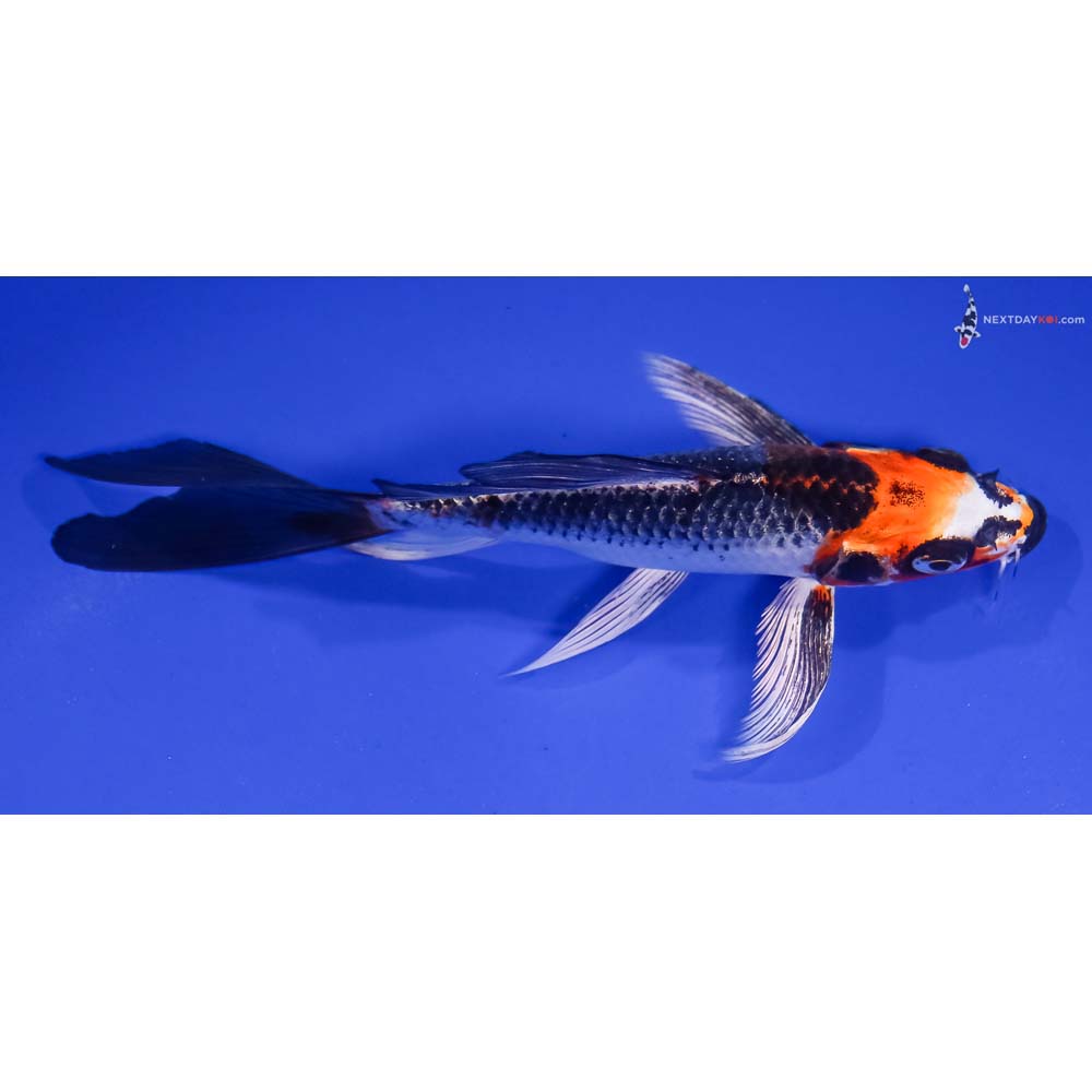 6” Imported Kujaku Butterfly Koi