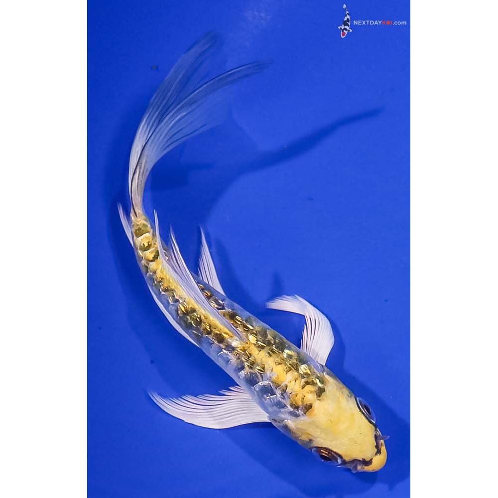 6” Imported Gin Rin Armor Scaled Kujaku Butterfly Koi