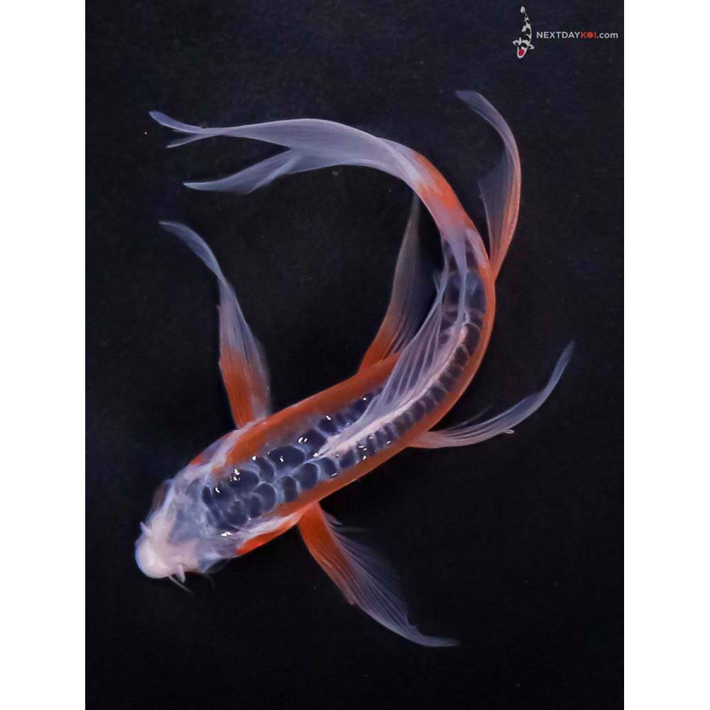 6” Imported Shusui Butterfly Koi