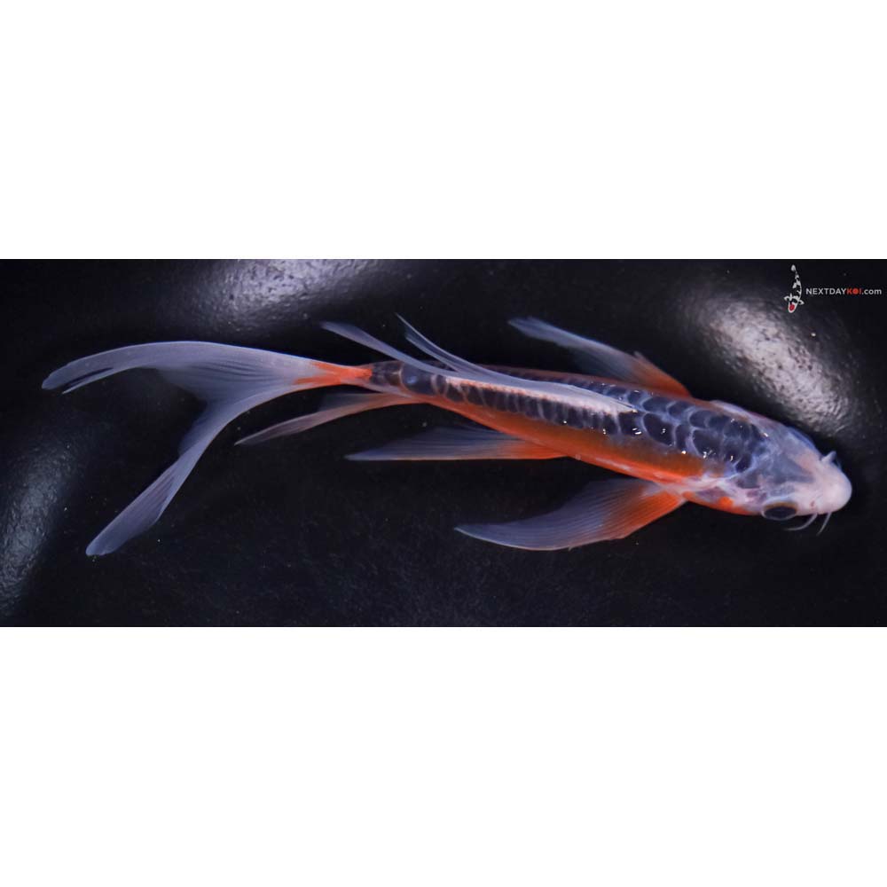 6” Imported Shusui Butterfly Koi