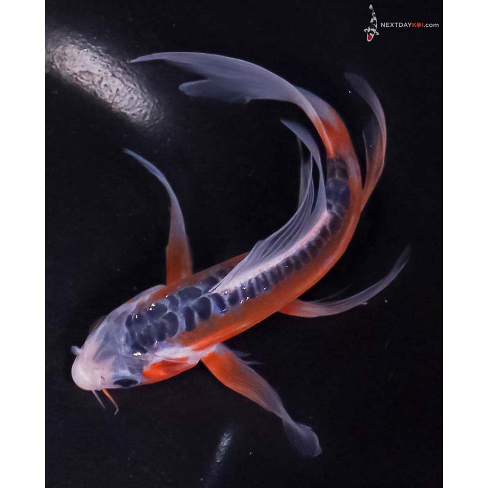 6” Imported Shusui Butterfly Koi