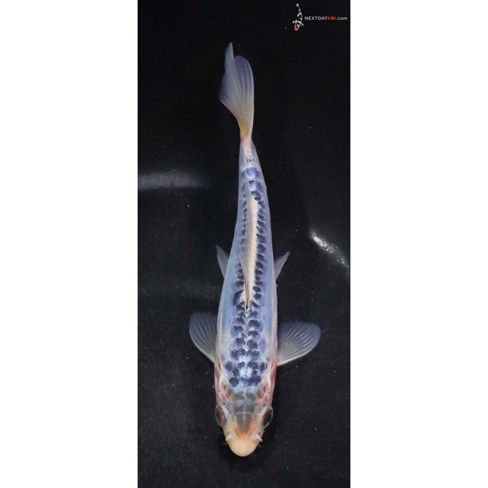 5.5” Imported Shusui