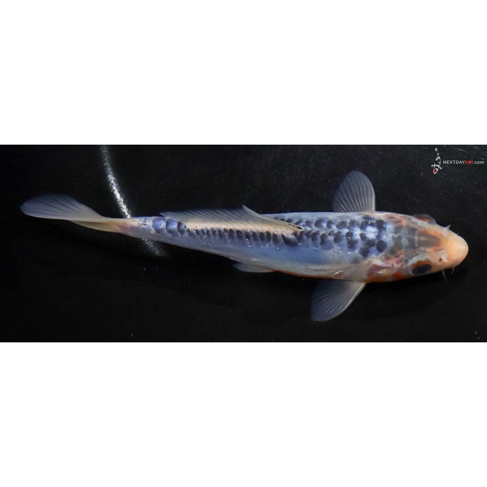 5.5” Imported Shusui