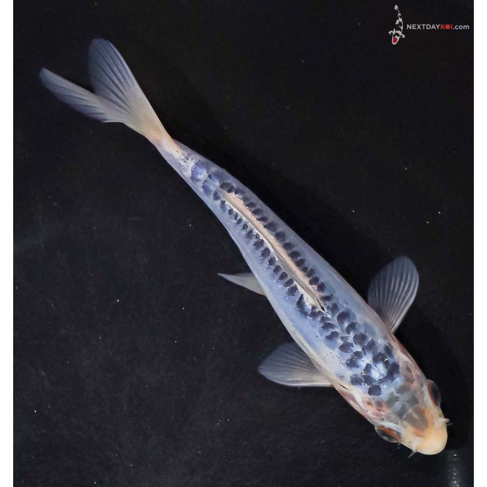 5.5” Imported Shusui