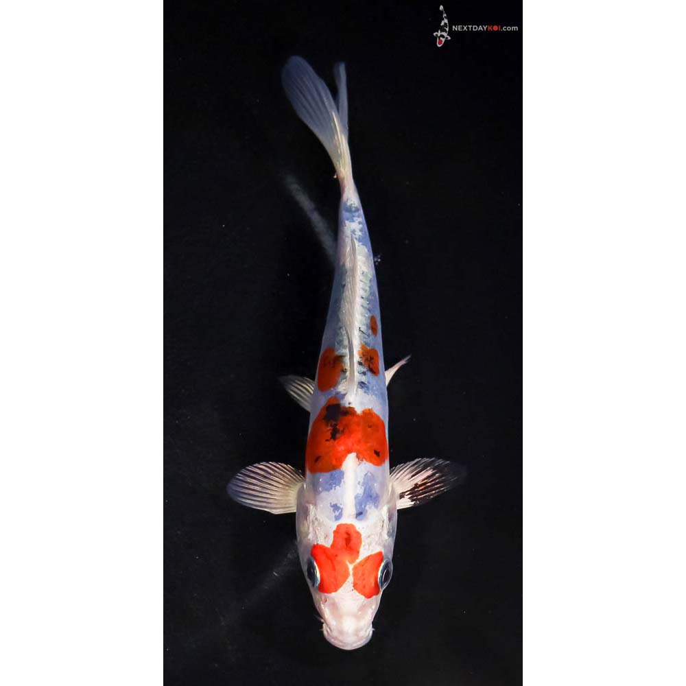 5.5” Imported Heisei Nishiki