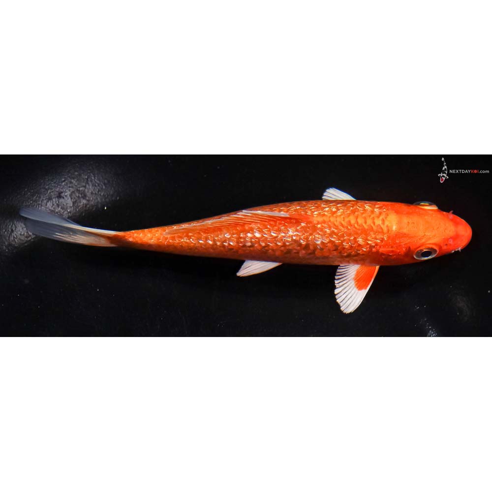 5.5” Imported Gin Rin Orenji Ogon