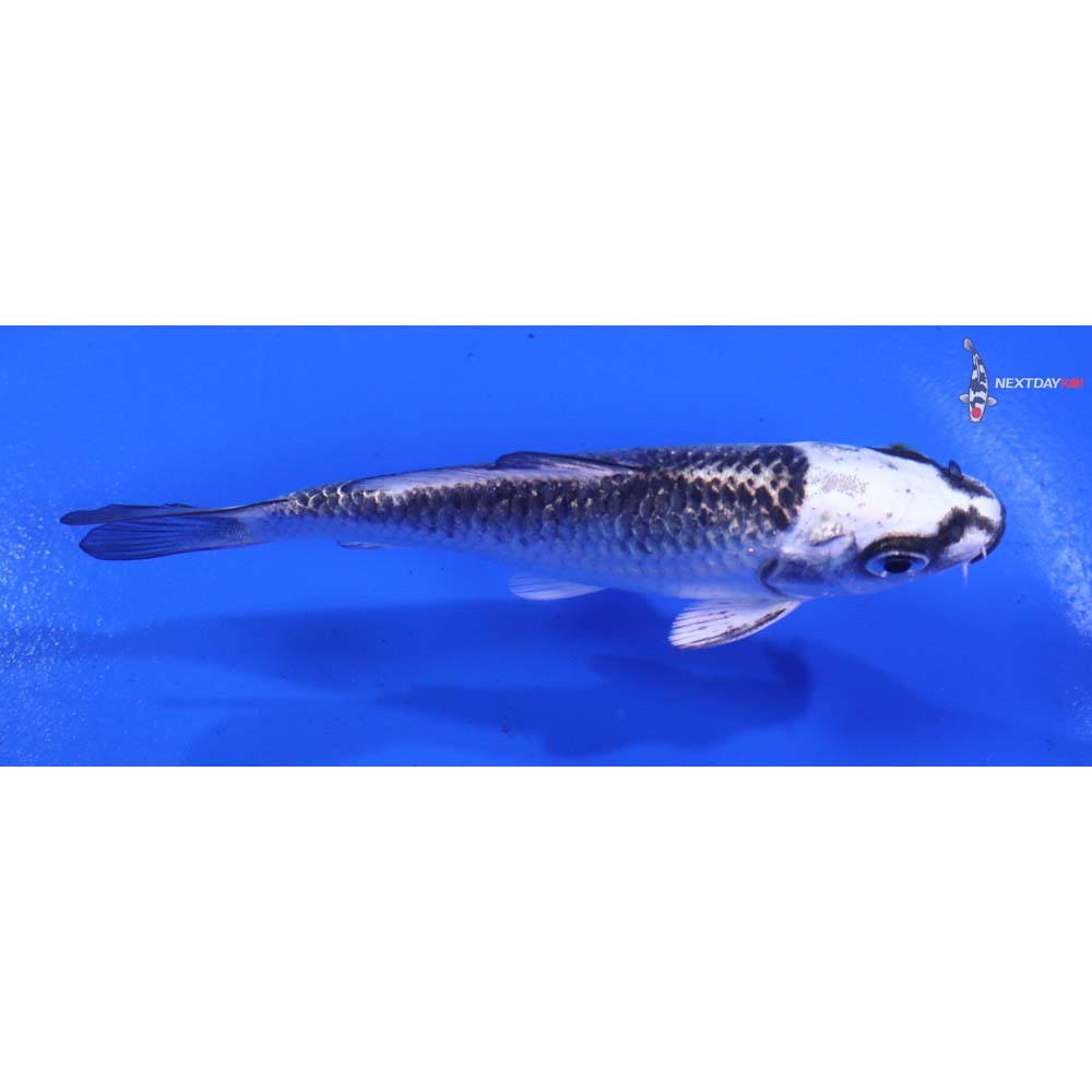 3.5” Imported Gin Matsuba