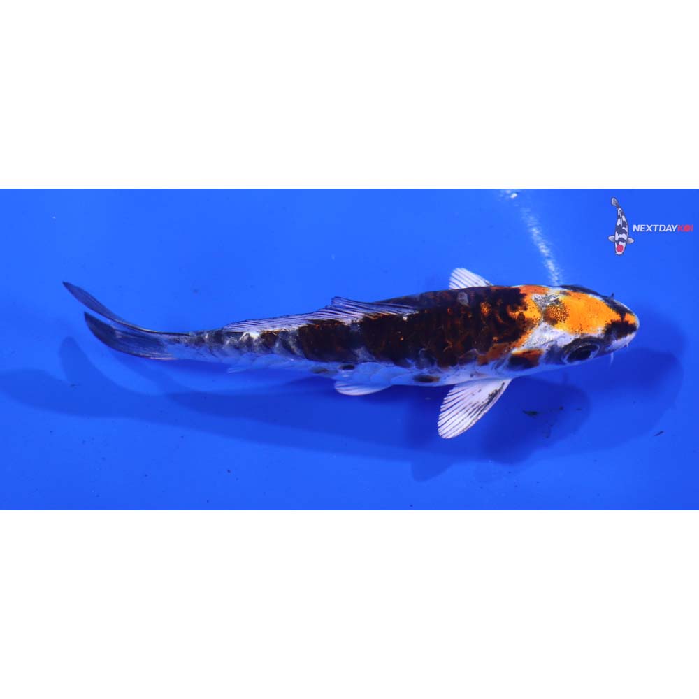 4” Imported Armor Scaled Kujaku