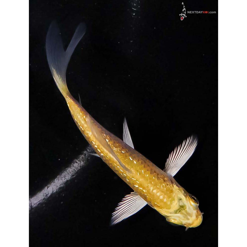 3.5” Imported Gin Rin Yamabuki Ogon Butterfly Koi