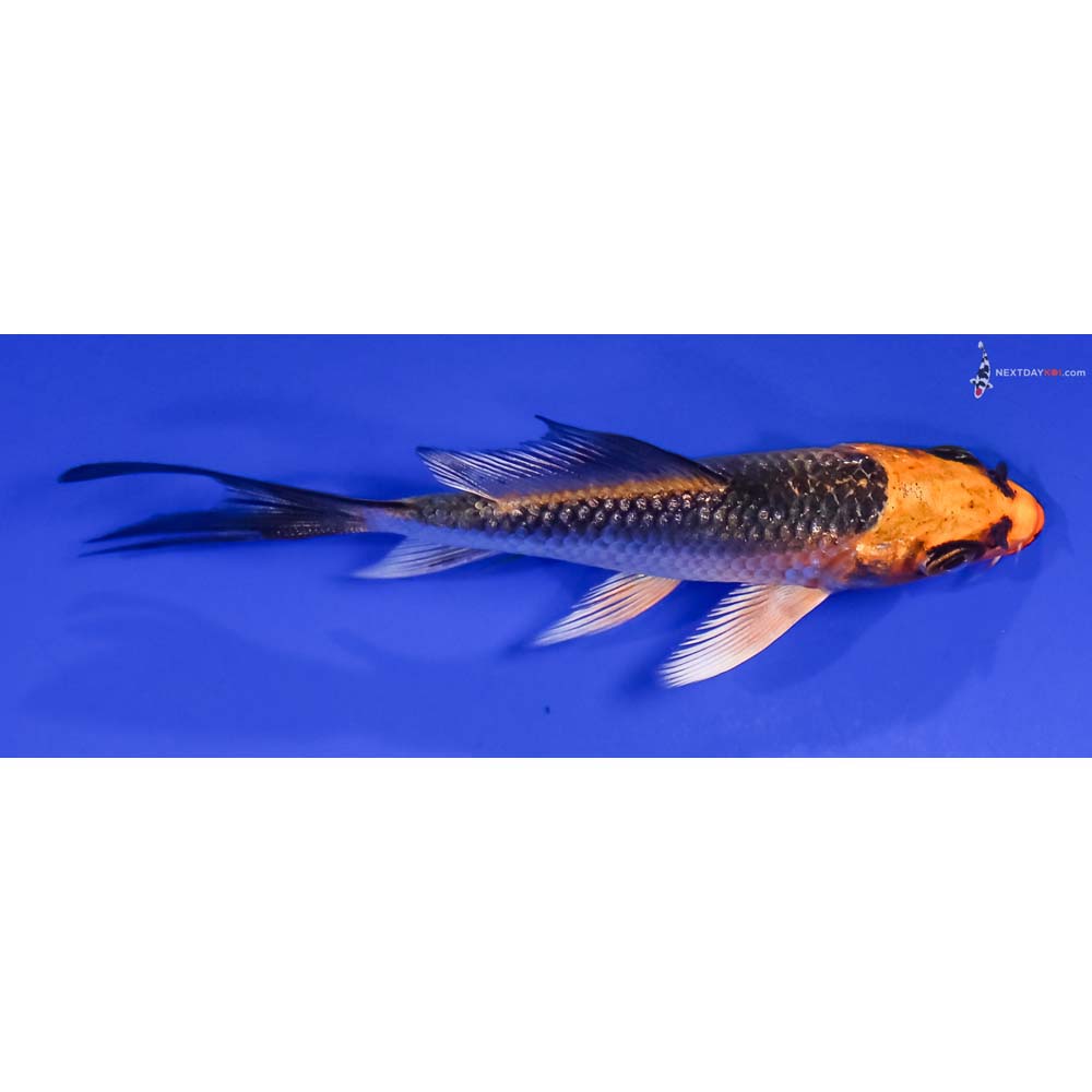 3.5” Imported Gin Rin Orenji Matsuba Butterfly Koi