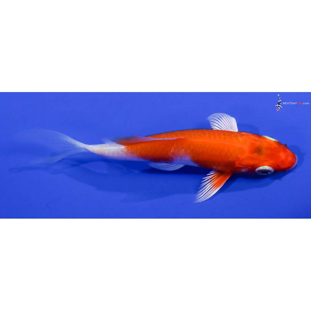 3.5” Imported Hariwake Butterfly Koi