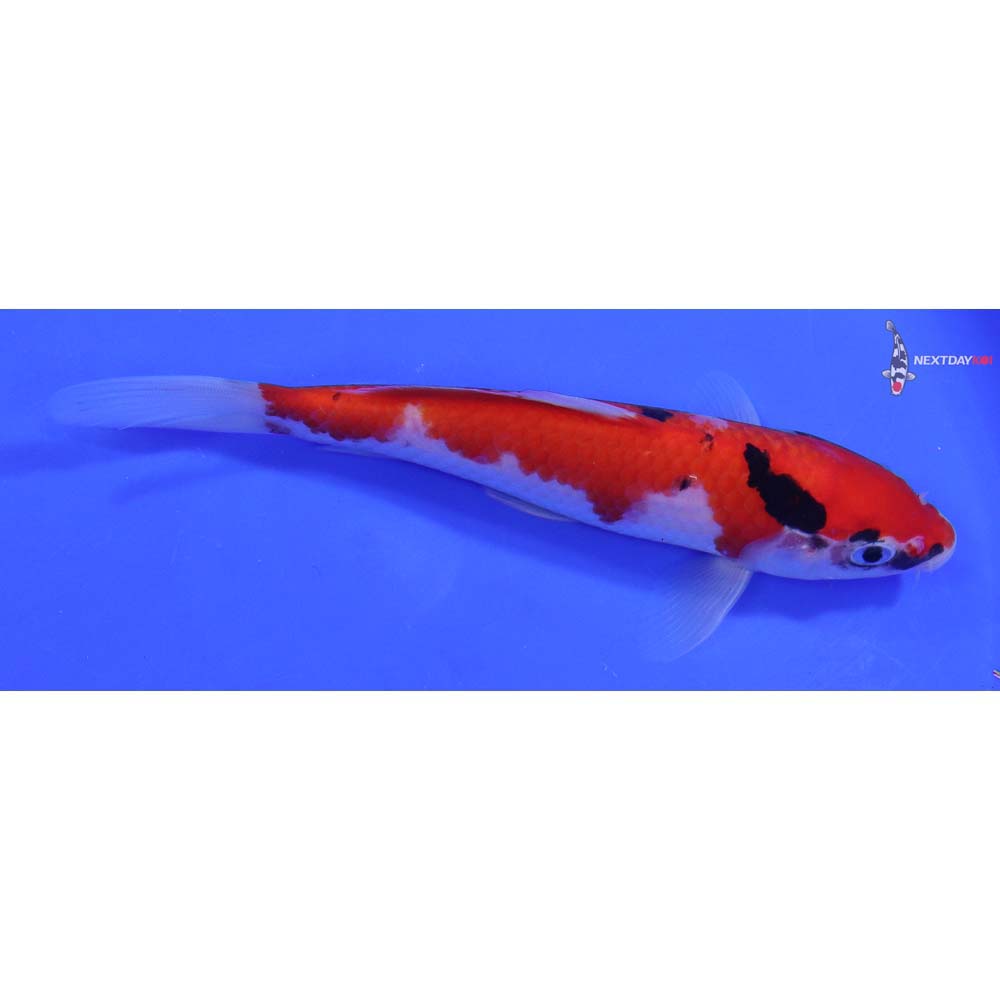 6.5” Imported Sanke