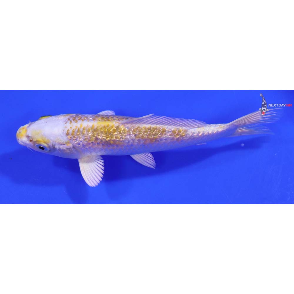 6.5” Imported Gin Rin Lemon Hariwake