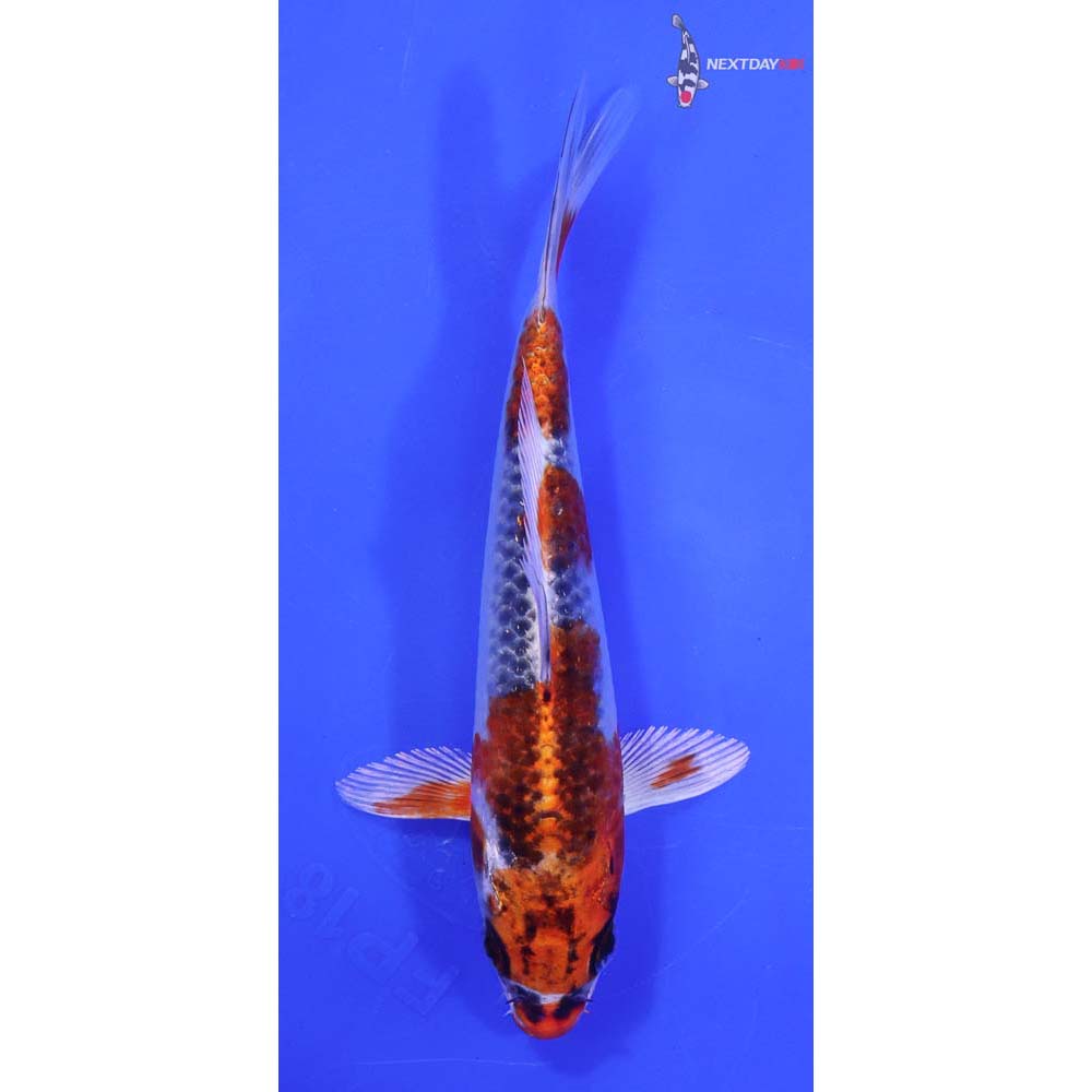 6” Imported Kujaku