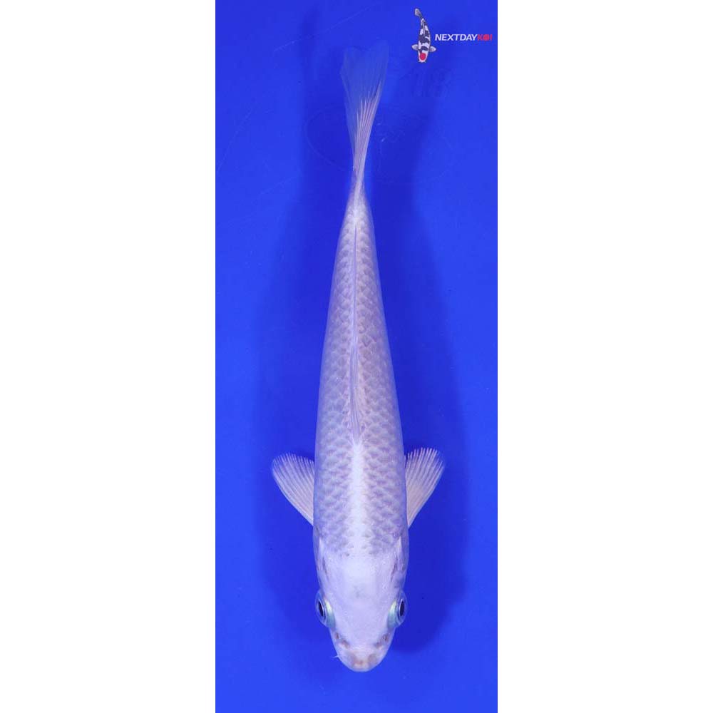 7” Imported Platinum Ogon