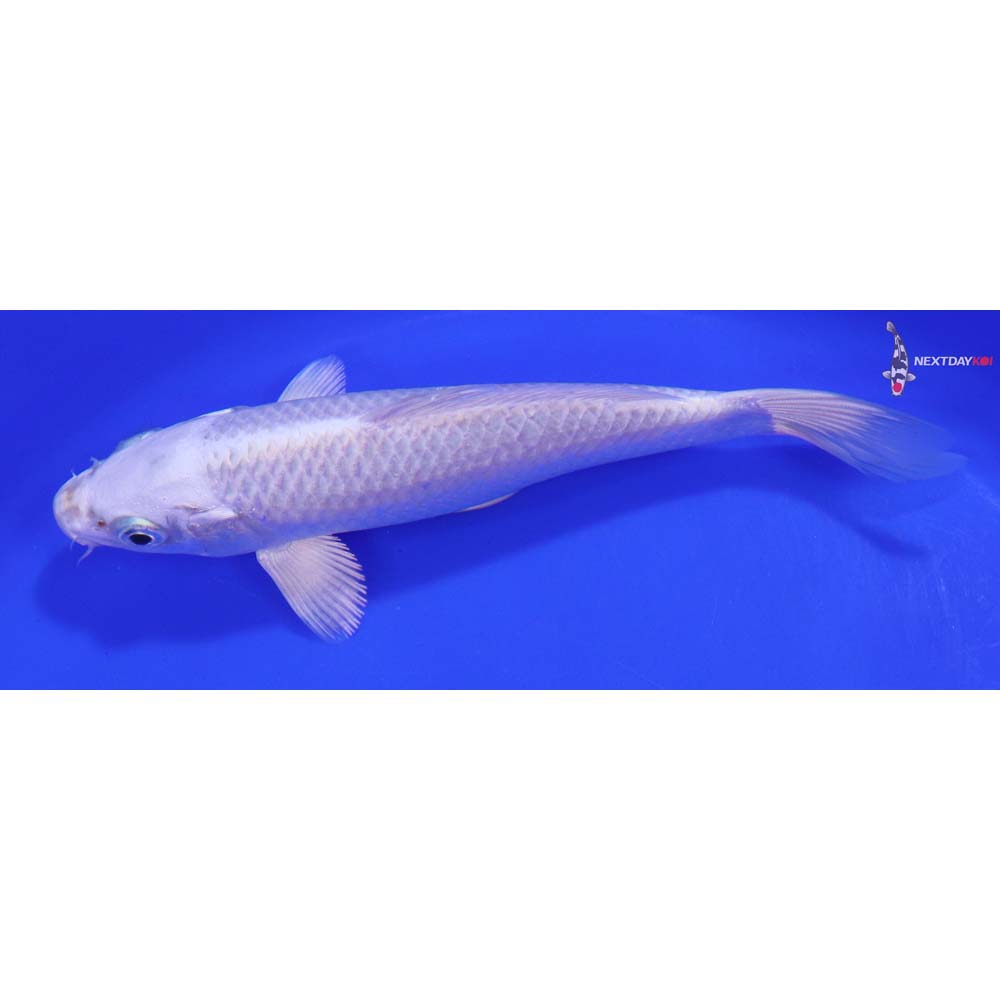 7” Imported Platinum Ogon