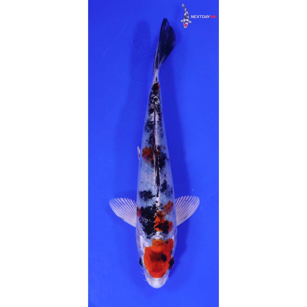 7” Imported Yamato Nishiki