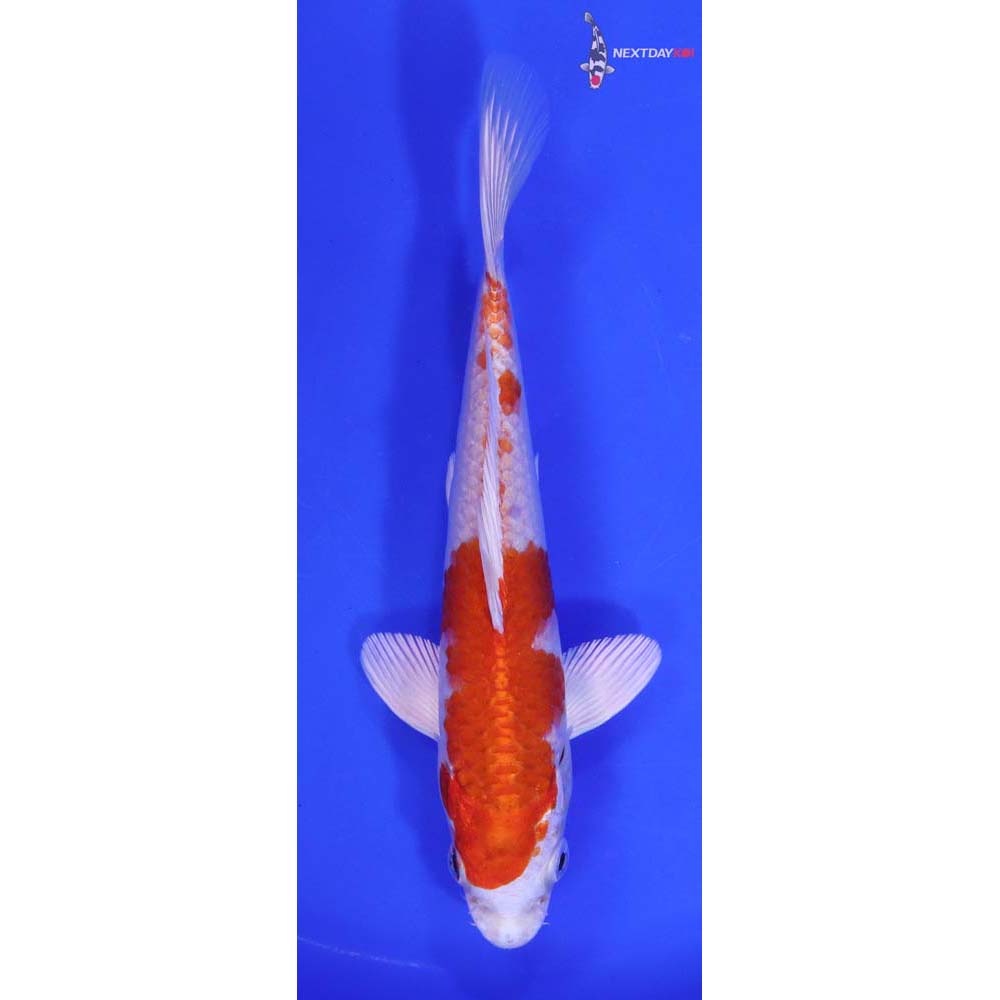 7” Imported Hariwake