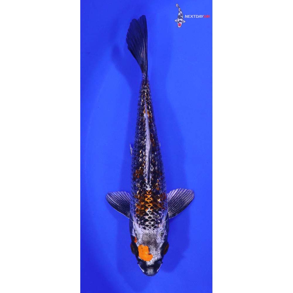 6.5” Imported Gin Rin Kujaku