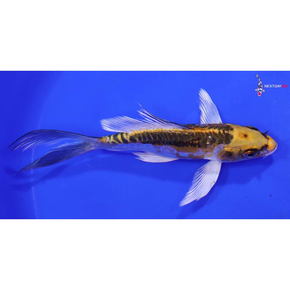 6.5” Imported Kin Kikokuryu Butterfly Koi