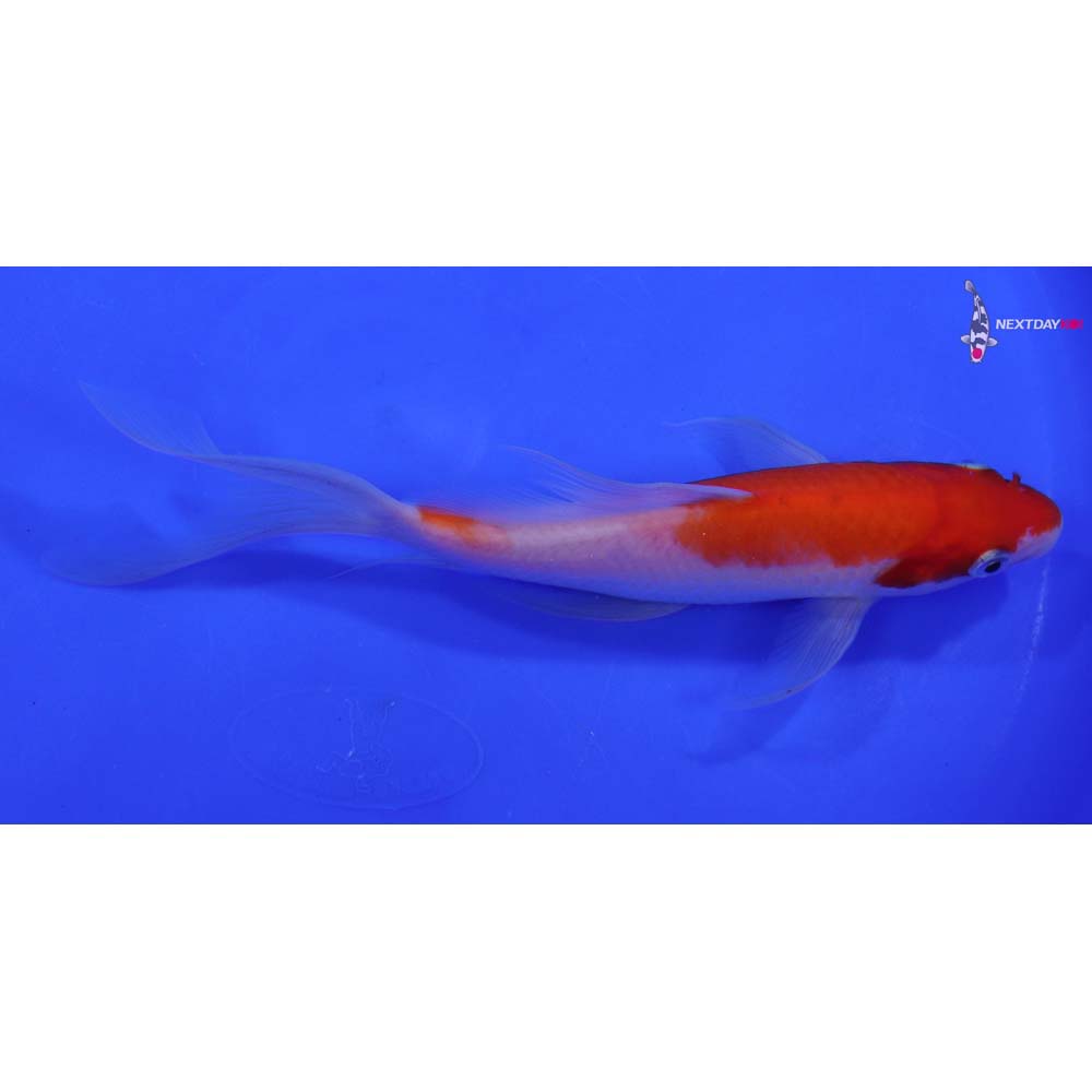 7” Imported Kohaku Butterfly Koi