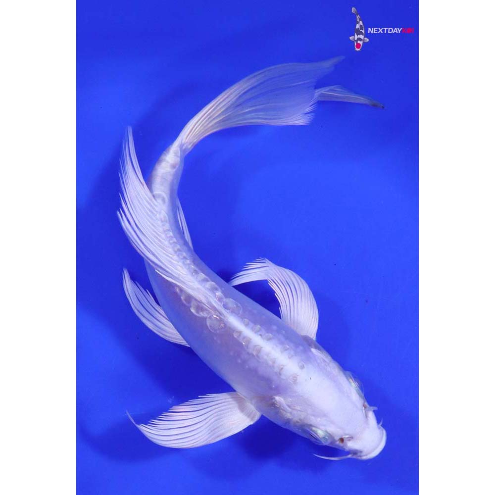 7” Imported Doitsu Platinum Ogon Butterfly Koi