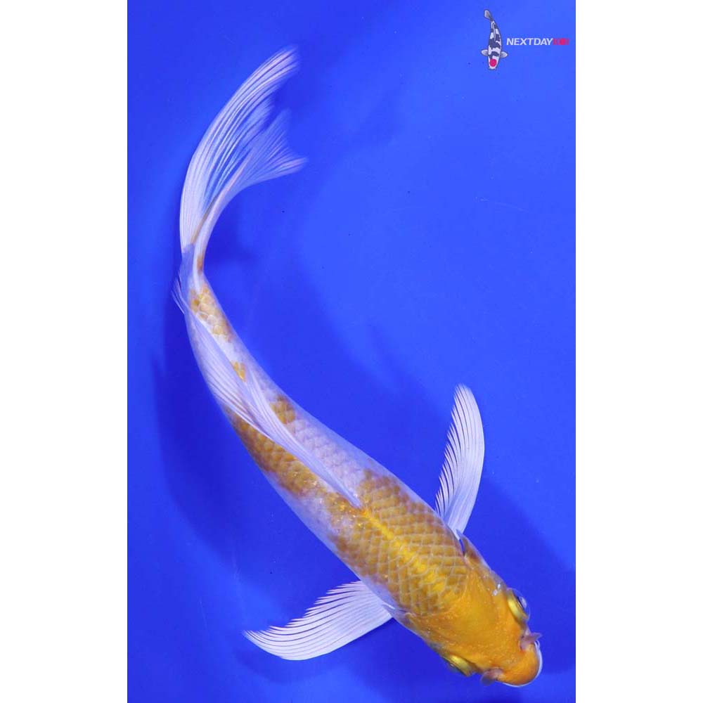 6.5” Imported Lemon Hariwake Butterfly Koi