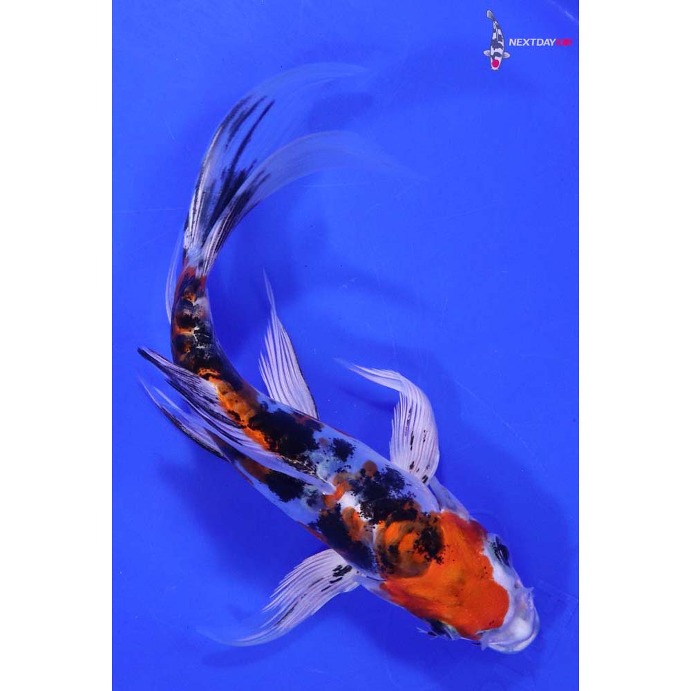 7” Imported Heisei Nishiki Butterfly Koi