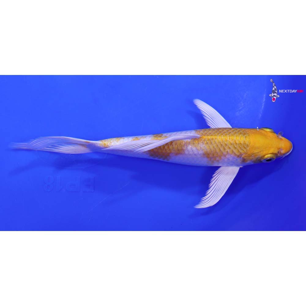 6.5” Imported Lemon Hariwake Butterfly Koi
