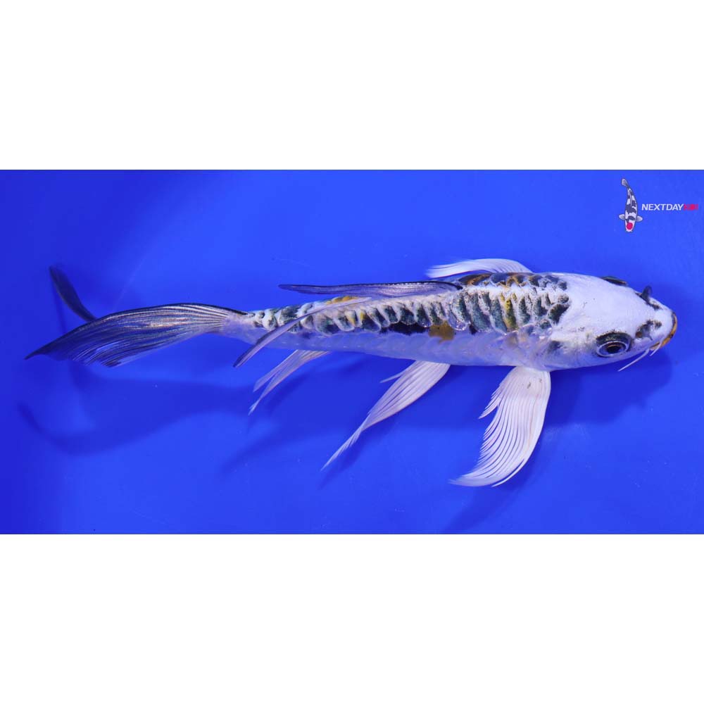 7” Imported Kin Kikokuryu Butterfly Koi