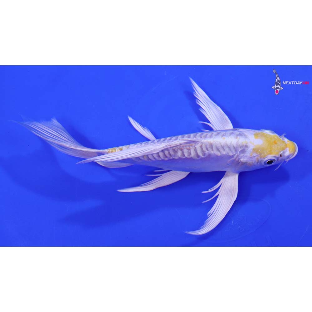 7” Imported Doitsu Lemon Hariwake Butterfly Koi