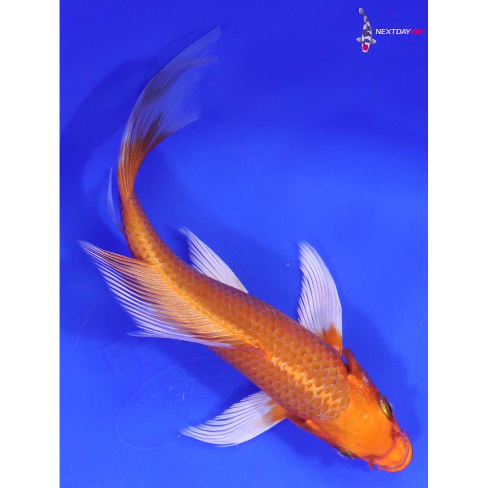 7” Imported Orenji Ogon Butterfly Koi