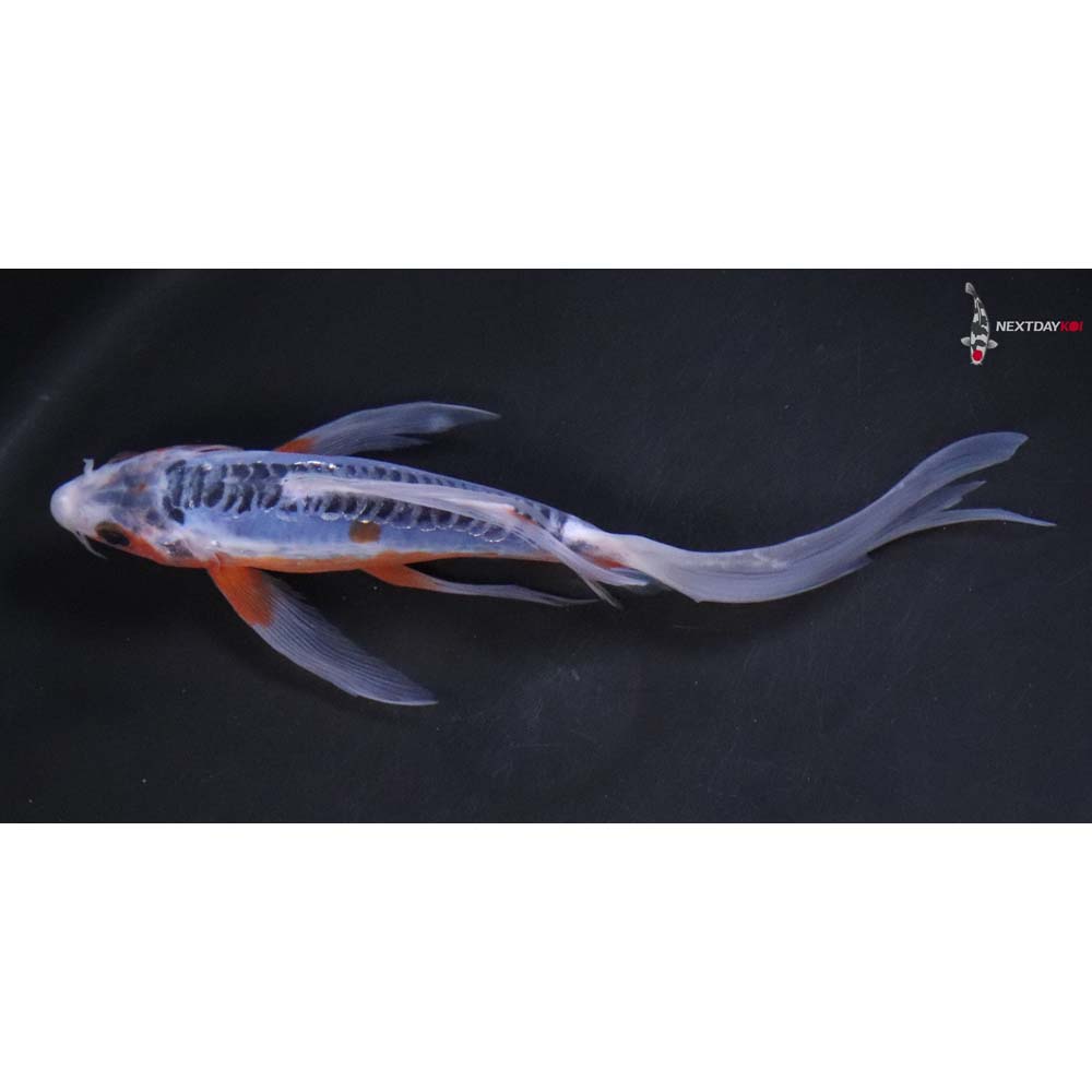 7.5” Imported Shusui Butterfly Koi