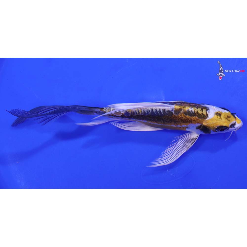 7.5” Imported Kin Kikokuryu Butterfly Koi