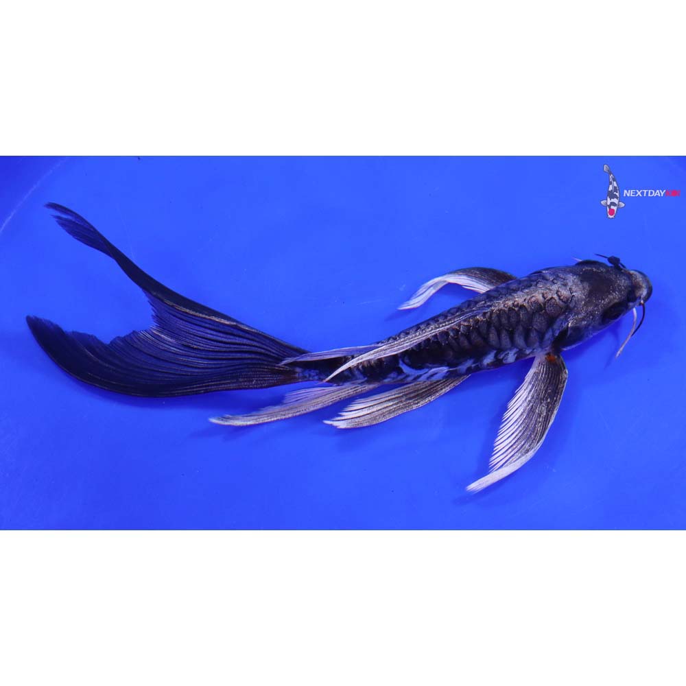 8” Imported Kin Kikokuryu Butterfly Koi