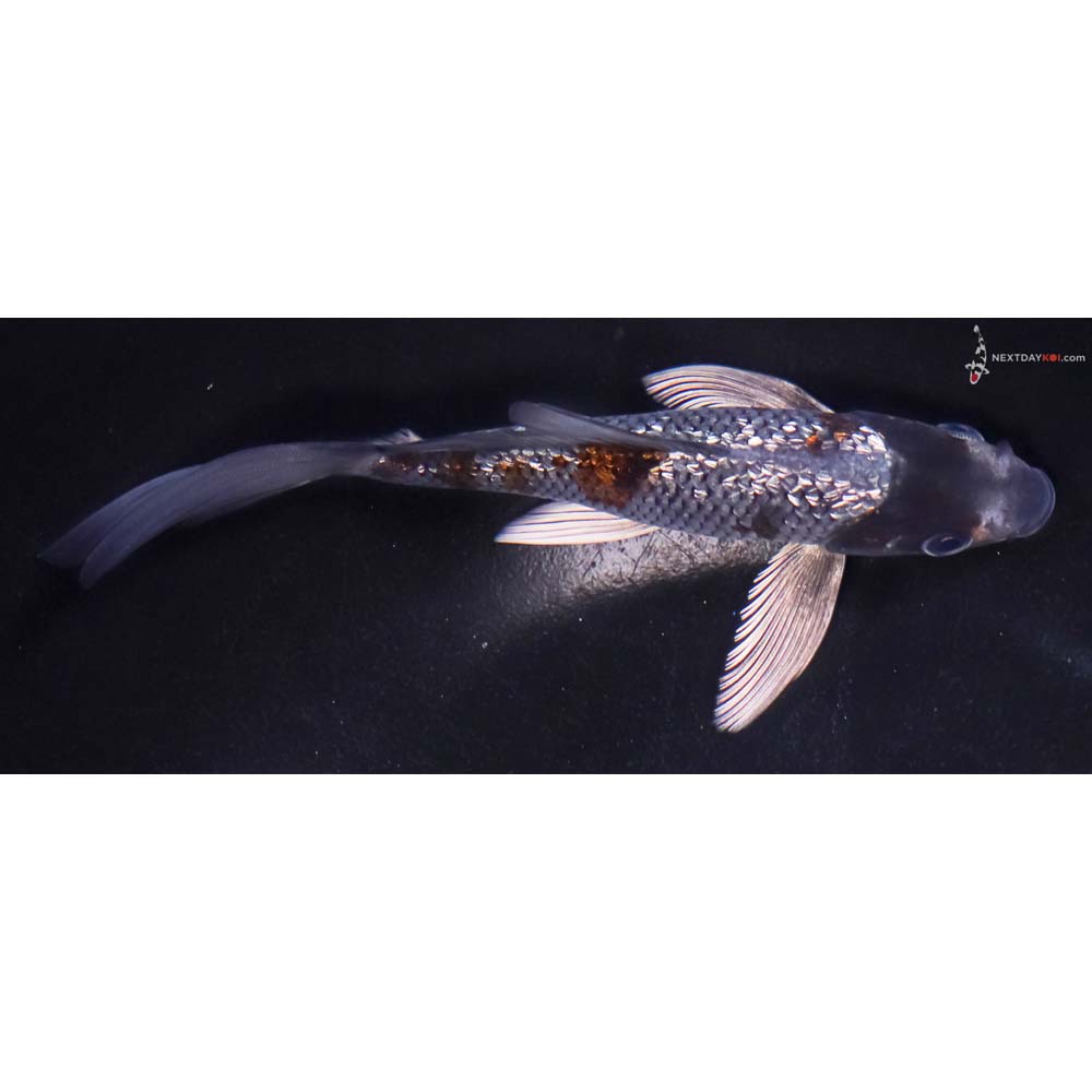 6.5” Imported Gin Rin Ochiba Shigure Butterfly Koi