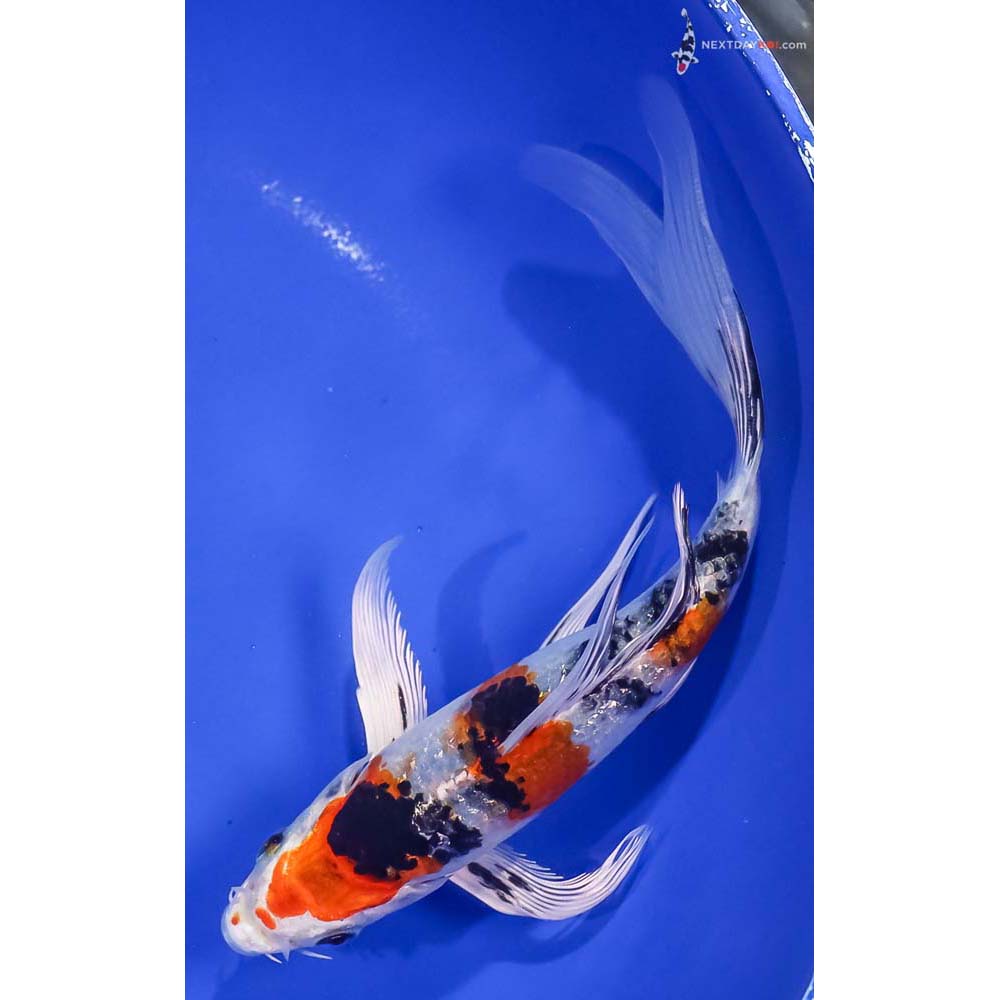 7” Imported Yamato Nishiki Butterfly Koi