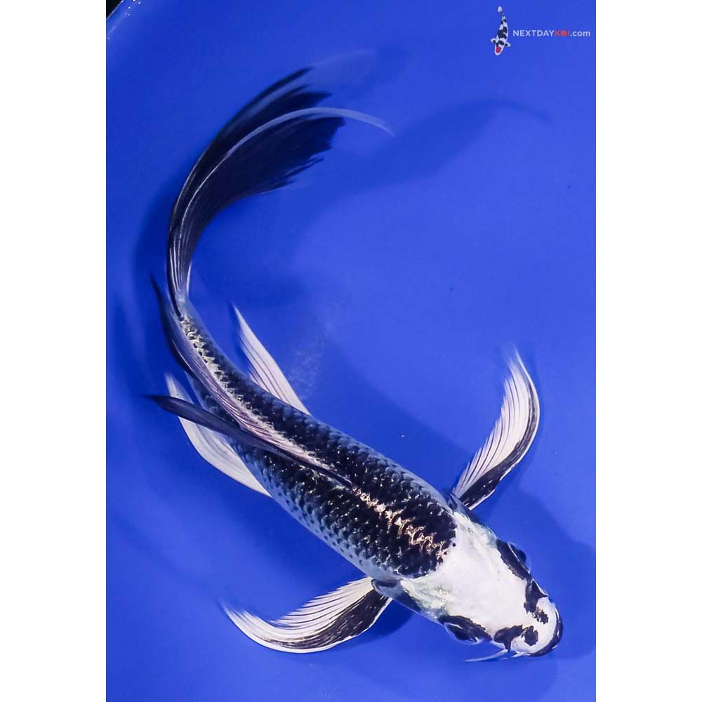 7” Imported Gin Matsuba Butterfly Koi