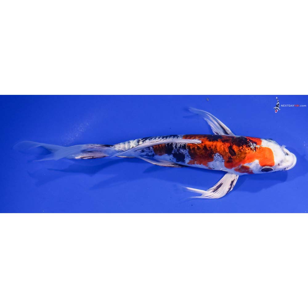 7” Imported Heisei Nishiki Butterfly Koi