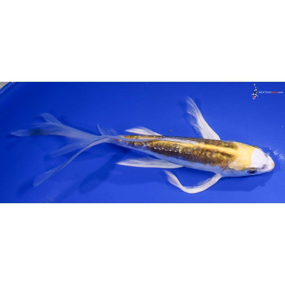 7.5” Imported Gin Rin Kin Kikokuryu Butterfly Koi